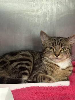 Domestic Short Hair Cats Available for Adoption in Pasadena, Texas - A184829 | PetCurious