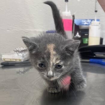 Big Baby -  Domestic Short Hair Cat for Adoption in Clanton, Alabama - Big Baby | PetCurious
