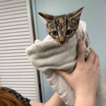 Tawny -  Domestic Short Hair Cat for Adoption in Daphne, Alabama - Tawny | PetCurious