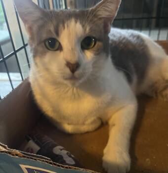 Chelcie Girl -  Domestic Short Hair Cat for Adoption in Parkland, Florida - Chelcie Girl | PetCurious