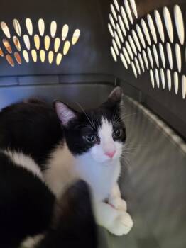 OZZY -  Domestic Short Hair Cat for Adoption in Burbank, California - OZZY | PetCurious