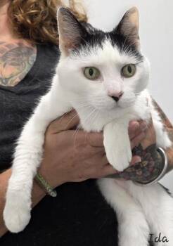 Domestic Medium Hair Cats Available for Adoption in Key Largo, Florida - Ida | PetCurious
