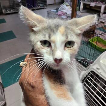 Harriet -  Domestic Short Hair Cat for Adoption in Leander, Texas - Harriet | PetCurious