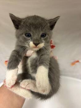 Domestic Short Hair Cats Available for Adoption - SAUCER | PetCurious