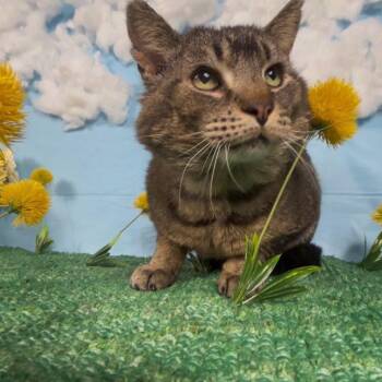 Tabby Cats Available for Adoption in Lenexa, Kansas - Billy Tom | PetCurious