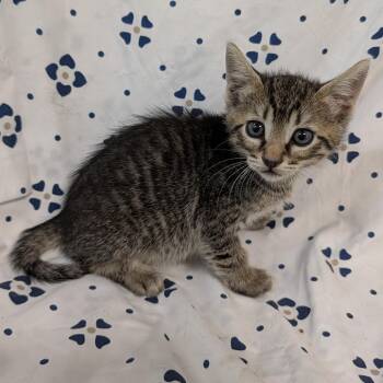Hawk (red collar) -  Domestic Short Hair Cat for Adoption in Coos Bay, Oregon - Hawk (red Collar) | PetCurious