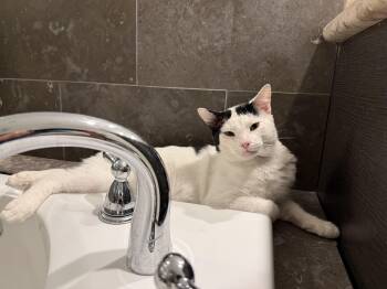 Rescue Domestic Short Hair Cats for Adoption in Los Angeles, California - Romeo | PetCurious