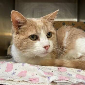 Leo -  Domestic Short Hair Cat Available for Adoption in Goleta, California - Leo | PetCurious