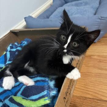 Ganymede (aka Panda) -  Domestic Short Hair Cat for Adoption in Cumming, Georgia - Ganymede (aka Panda) | PetCurious