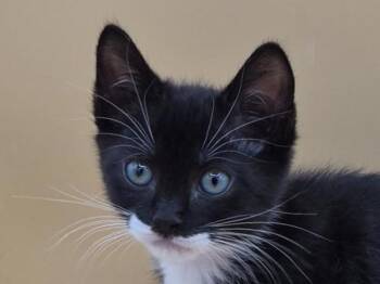 Saturday -  Domestic Short Hair Cat for Adoption in Portland, Oregon - Saturday | PetCurious