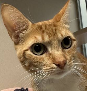 Rescue Domestic Medium Hair Cats for Adoption in Salinas, California - Smokey | PetCurious