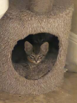 Rowena -  Domestic Short Hair Cat for Adoption in The Woodlands, Texas - Rowena | PetCurious