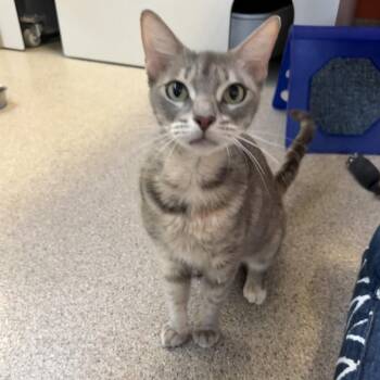 Mindy -  Domestic Short Hair Cat for Adoption in Sarasota, Florida - Mindy | PetCurious