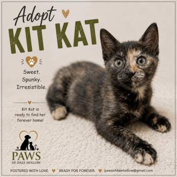 Kit Kat -  Domestic Short Hair Cat for Adoption in Byrdstown, Tennessee - Kit Kat | PetCurious
