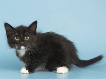KIMMY -  Domestic Short Hair Cat for Adoption in Phoenix, Arizona - KIMMY | PetCurious