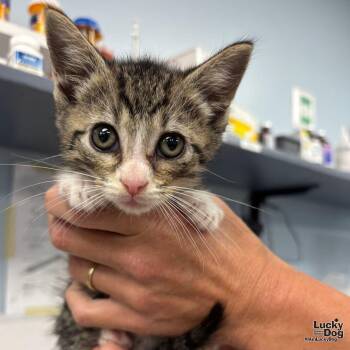 Domestic Short Hair Cats Available for Adoption in Washington, District Of Columbia - Harry | PetCurious