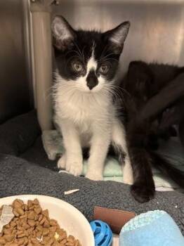 Waffles -  Domestic Short Hair Cat for Adoption in Morristown, New Jersey - Waffles | PetCurious