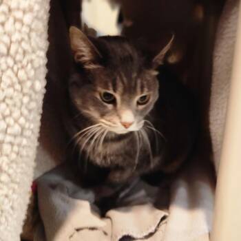 Domestic Short Hair Cats Available for Adoption in Walker, Michigan - Zoey | PetCurious