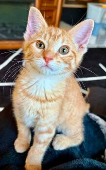 Oliver -  Domestic Short Hair Cat for Adoption in Urbandale, Iowa - Oliver | PetCurious