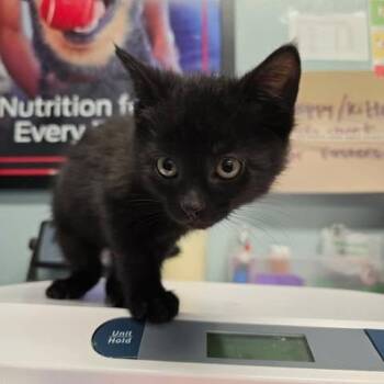 Domestic Short Hair Cats Available for Adoption - Squishy | PetCurious