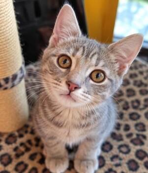 Silver -  Domestic Short Hair Cat for Adoption in Fort Worth, Texas - Silver | PetCurious