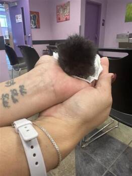 61643838 -  Domestic Short Hair Cat for Adoption in El Paso, Texas - 61643838 | PetCurious