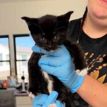 Maisie Kitten 5 -  Domestic Medium Hair Cat for Adoption in Chapel Hill, North Carolina - Maisie Kitten 5 | PetCurious