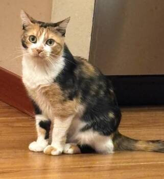 Tina -  Domestic Short Hair Cat for Adoption in Minneapolis, Minnesota - Tina | PetCurious