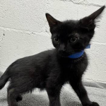 Brent -  Domestic Short Hair Cat for Adoption in Brentwood, Missouri - Brent | PetCurious