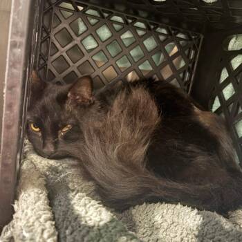 Big Bruin -  Domestic Long Hair Cat for Adoption in Brockton, Massachusetts - Big Bruin | PetCurious
