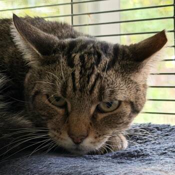 Tiger -  Domestic Short Hair Cat for Adoption in Hampton Bays, New York - Tiger | PetCurious