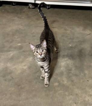 Aggie -  Domestic Short Hair Cat for Adoption in Hammond, Louisiana - Aggie | PetCurious