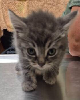 Domestic Short Hair Cats Available for Adoption in Christiansburg, Virginia - Oracle | PetCurious