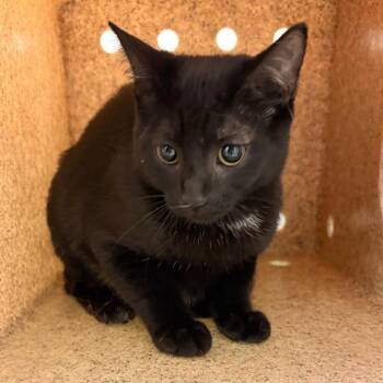Muffin Fluff -  Domestic Short Hair Cat for Adoption in Philadelphia, Pennsylvania - Muffin Fluff | PetCurious