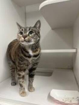 Fyre -  Domestic Short Hair Cat for Adoption in Reisterstown, Maryland - Fyre | PetCurious