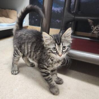 Dixie -  Domestic Medium Hair Cat for Adoption in Dixon, Illinois - Dixie | PetCurious