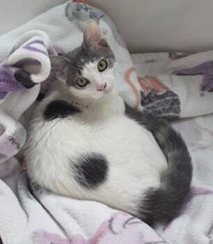 Lucy -  Tabby Cat for Adoption in Raleigh, North Carolina - Lucy | PetCurious