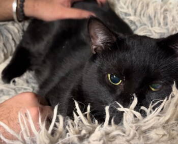 Rescue Bombay Cats for Adoption - Dexter | PetCurious