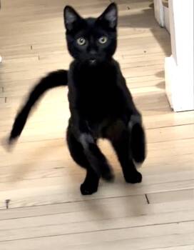 Domestic Short Hair Cats Available for Adoption in West Haven, Connecticut - Berry, Tiny Tornado And Certified Miracle | PetCurious