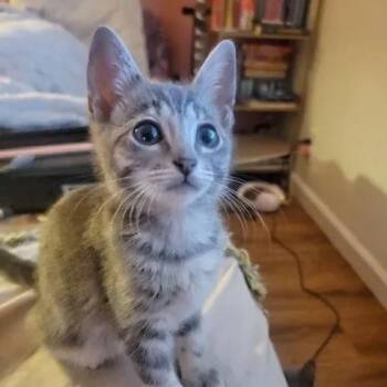Tabby and Domestic Short Hair Cats Available for Adoption in Mesa, Arizona - Jupiter | PetCurious