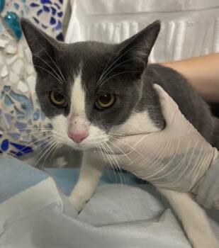 Rescue Domestic Short Hair Cats for Adoption in Pensacola, Florida - EMILIO | PetCurious