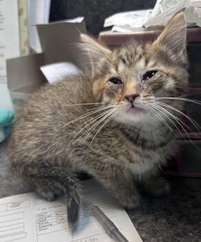 Sweet Potato -  Domestic Short Hair Cat for Adoption in Dyersburg, Tennessee - Sweet Potato | PetCurious