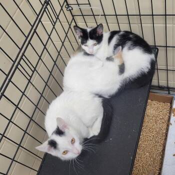 One Piece 3 -  Domestic Short Hair Cat for Adoption in Westminster, California - One Piece 3 | PetCurious