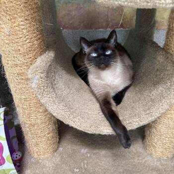 Rescue Siamese Cats for Adoption in Newport Beach, California - SugarPie | PetCurious