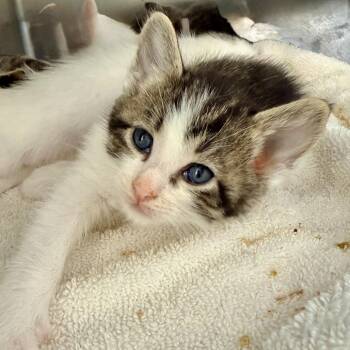 Nae Nae -  Domestic Short Hair Cat for Adoption in Palm Springs, California - Nae Nae | PetCurious