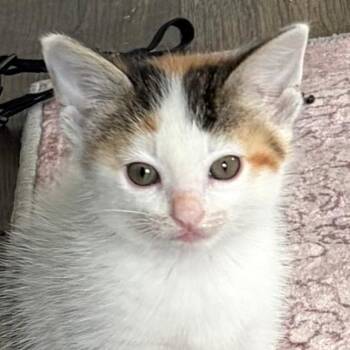 Domestic Short Hair Cats Available for Adoption in Austin, Texas - Double Spiral 4 | PetCurious