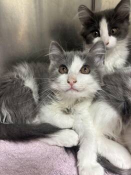 Jess -  Domestic Short Hair Cat Available for Adoption in Marietta, Georgia - Jess | PetCurious