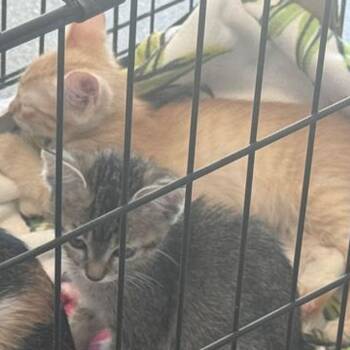 Sarafina -  Domestic Short Hair Cat for Adoption in Kingman, Arizona - Sarafina | PetCurious