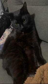 Mr. Wybie -  Domestic Short Hair Cat for Adoption in Birmingham, Alabama - Mr. Wybie | PetCurious