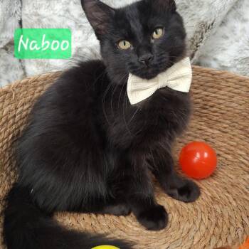 Legend & Naboo -  Maine Coon and Domestic Long Hair Cat for Adoption in Yorba Linda, California - Legend & Naboo | PetCurious